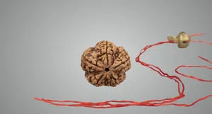 NATURAL 5 MUKHI RUDRAKSHA ( Nepali )